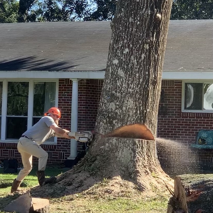 Oak Tree Removal