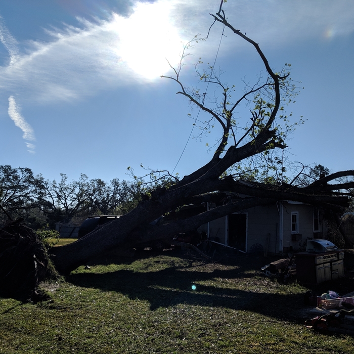 Before tree removal