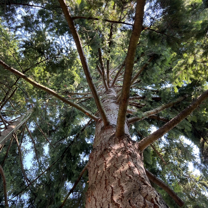 Fir tree windsail/thinning after photo