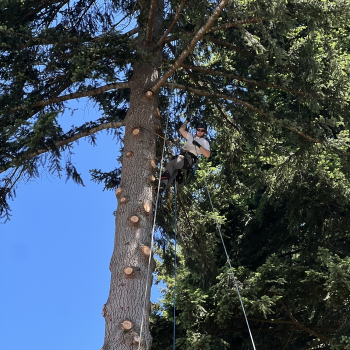 Large fir tree removal