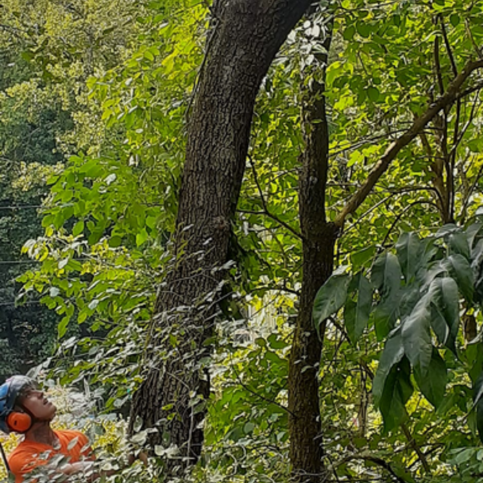 Thomas Hoppe&#39;s Tree Service