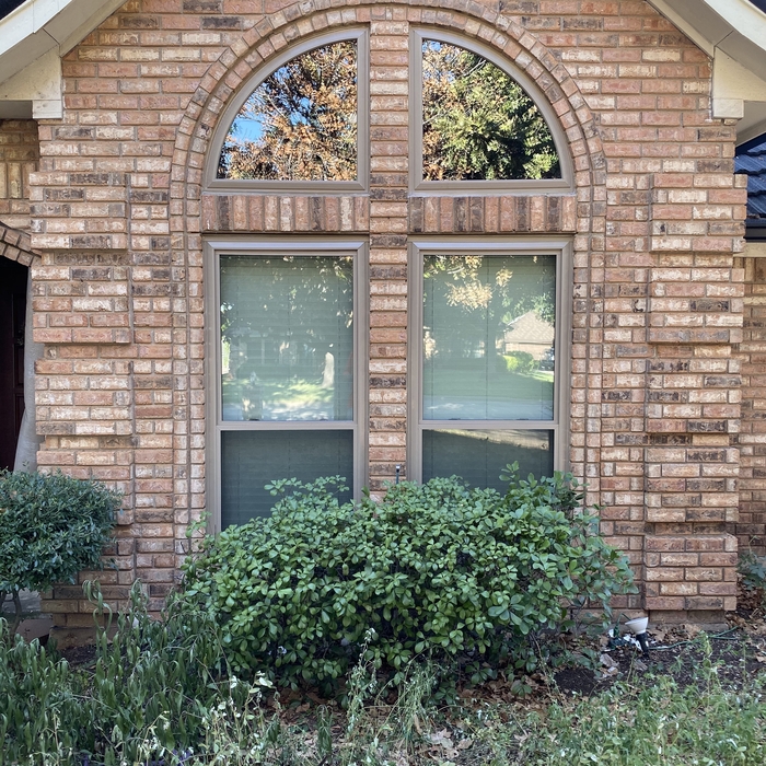DH and Specialty windows