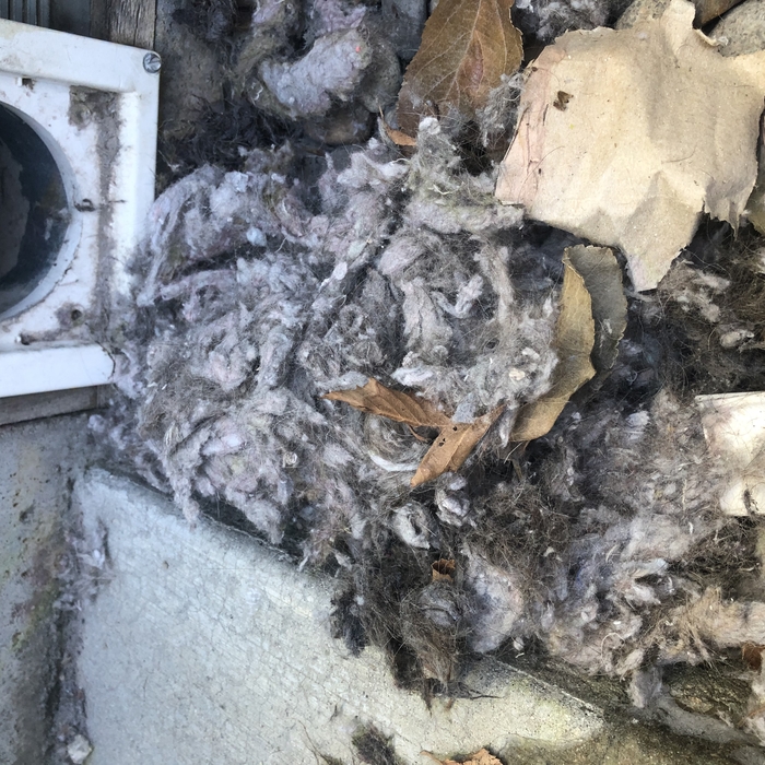 Lint from the dryer vent