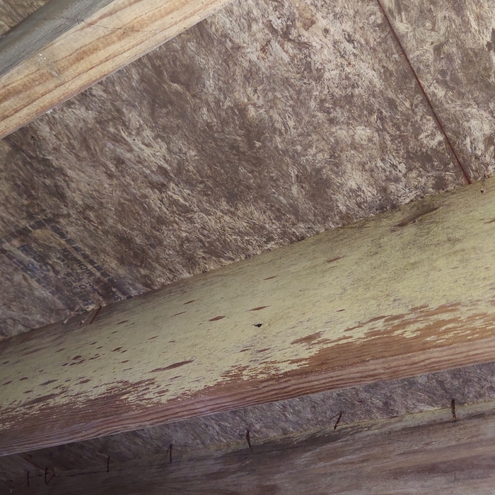 Mold Remediation