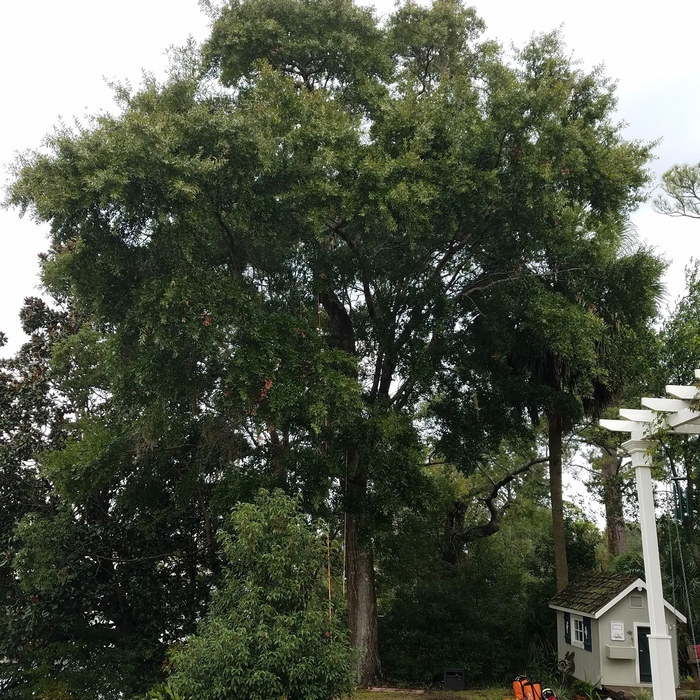 Oak pruning
