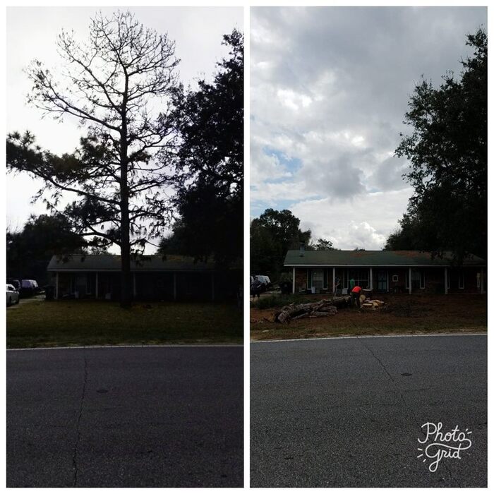 Dead Pine