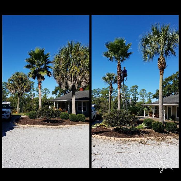 3 palms pruned