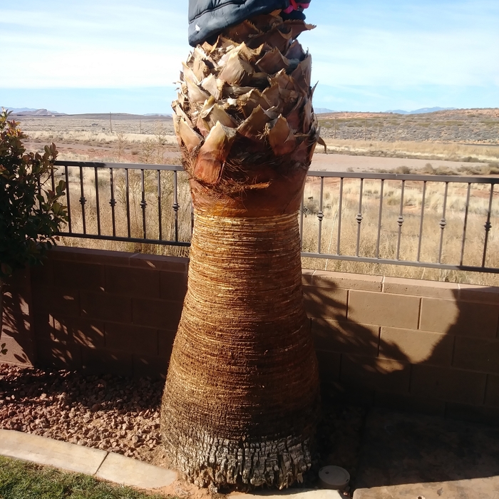 Palm tree skinning, scorpion control
