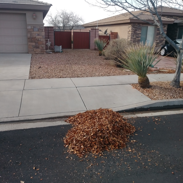 Removal of suface leaves and compacted debri inbet