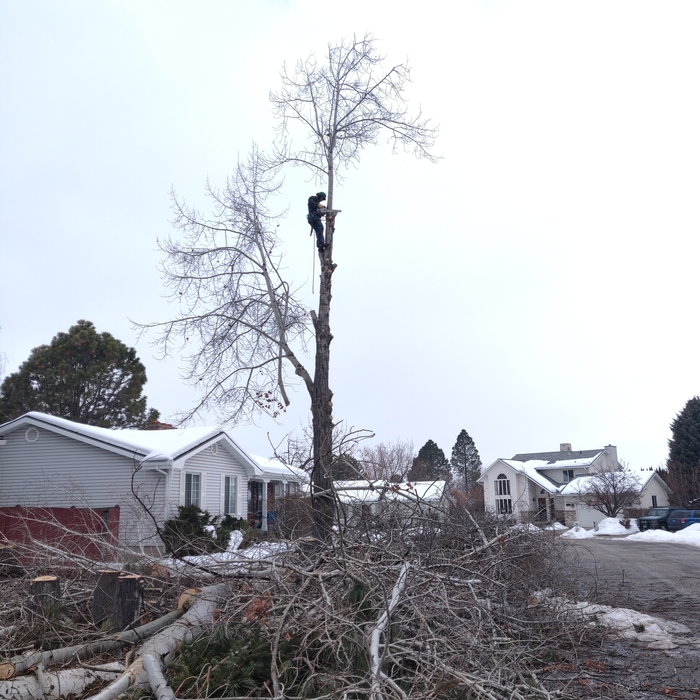 Tree removal