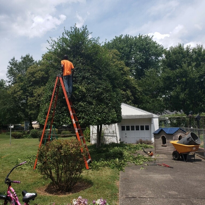 Tree Trimming