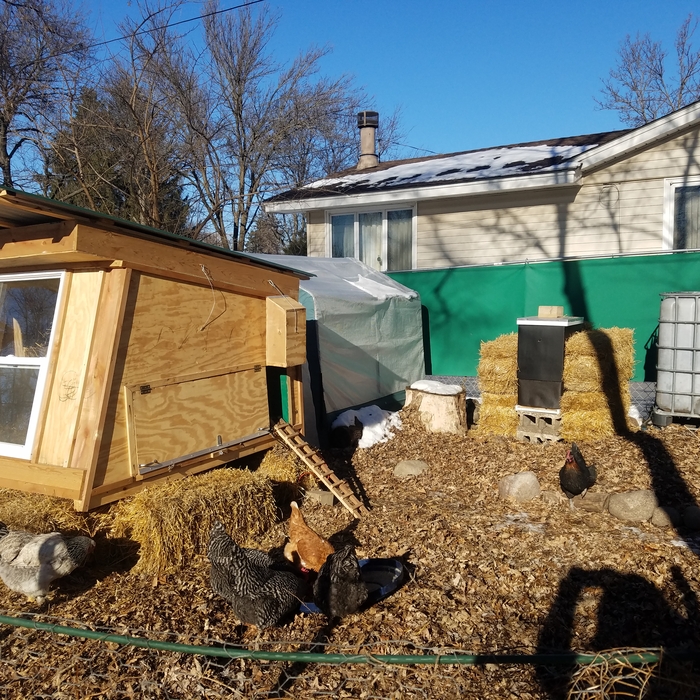 Chicken coop 1