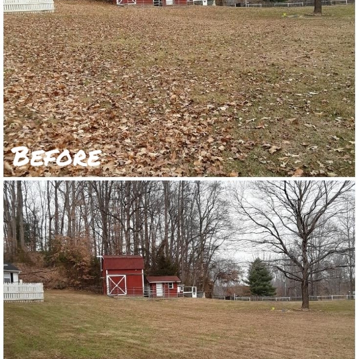 Leaf Removal