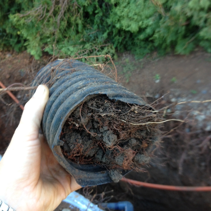 Rooter Work