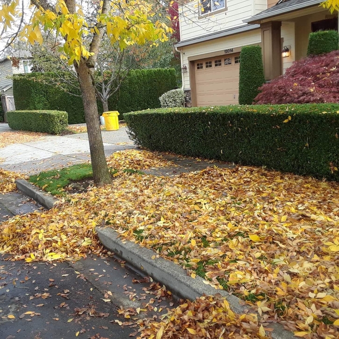 Leafs