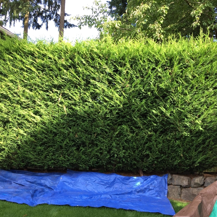 Hedge trimming