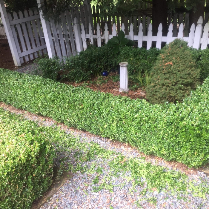 Small hedge trimming