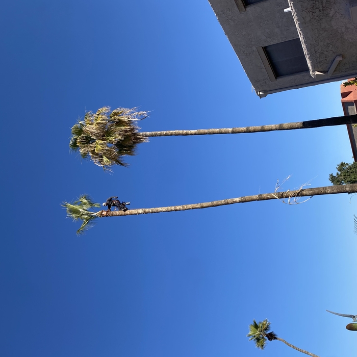 Annual Palm trimming