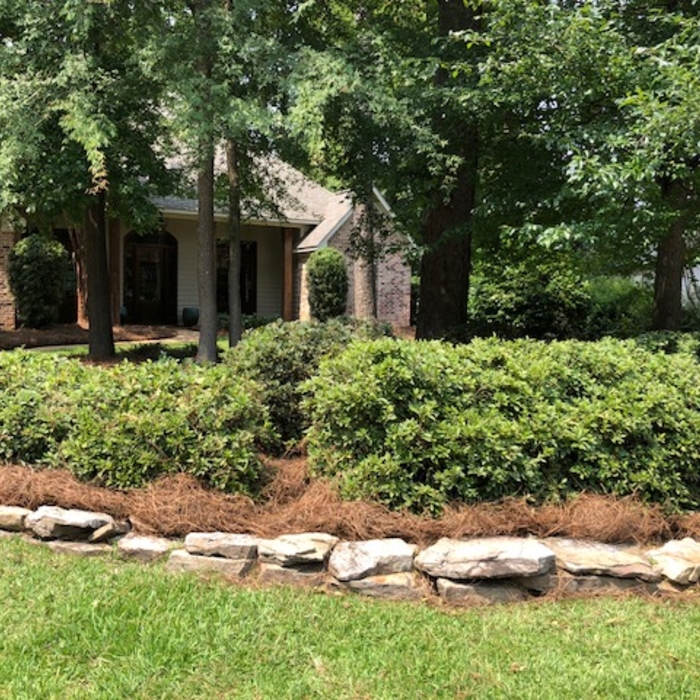 Fresh Pine straw for flower beds