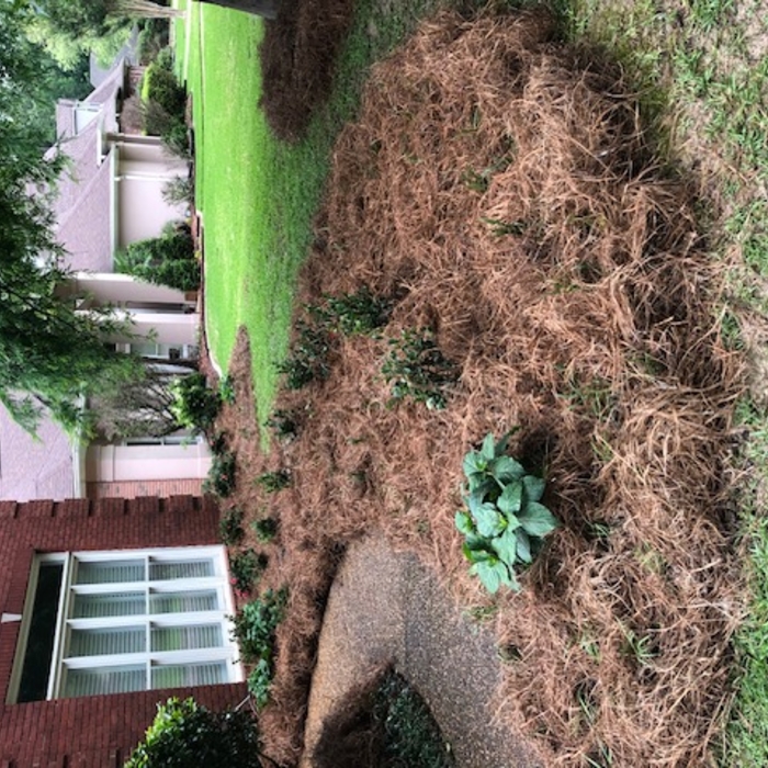 Flower bed (pic 2)