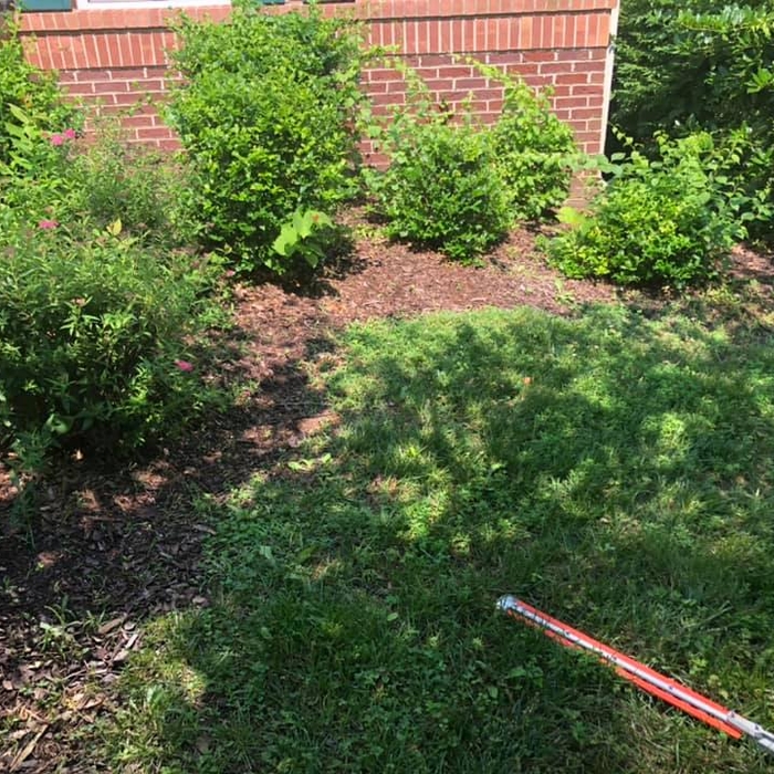Shrubs before trimming