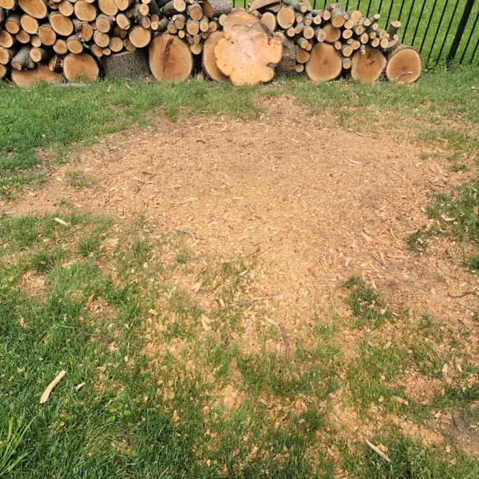 After Stump Grinding
