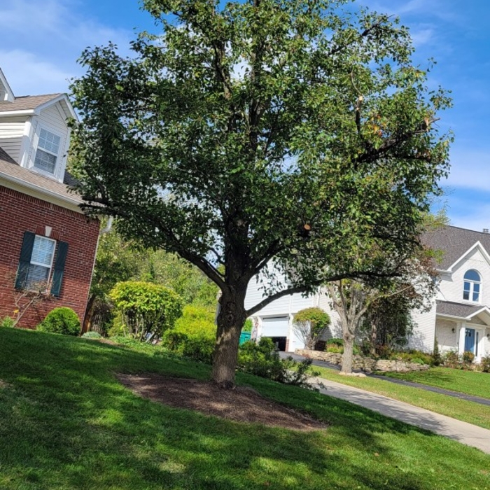 Tree After Trimming