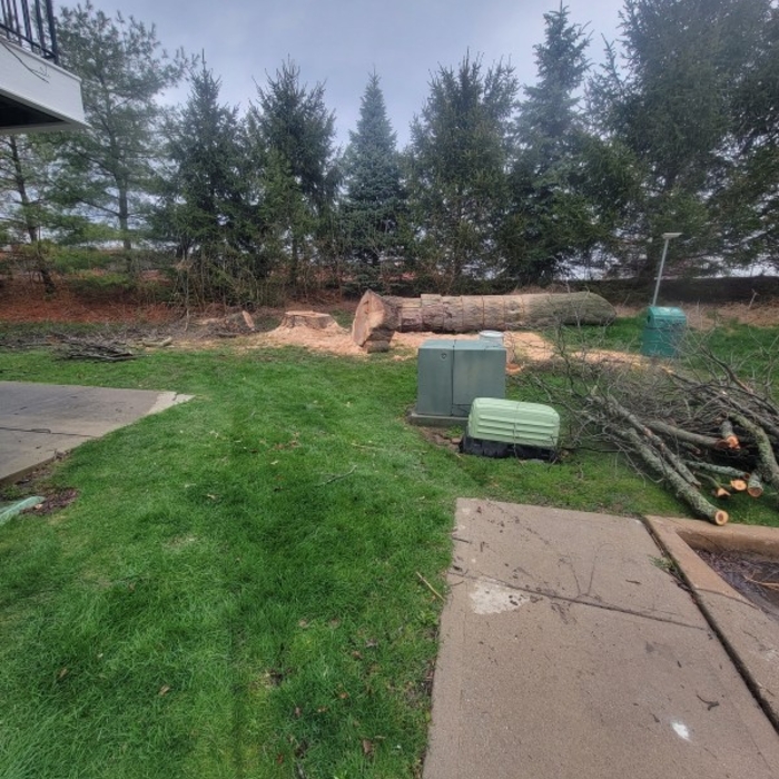 Tree Completely Down