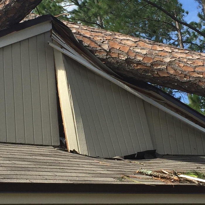 Collapsed Tree Removal