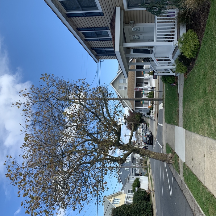 Sycamore tree