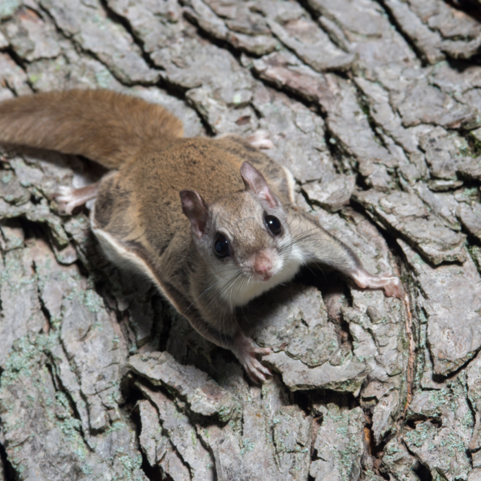 Flying Squirrel