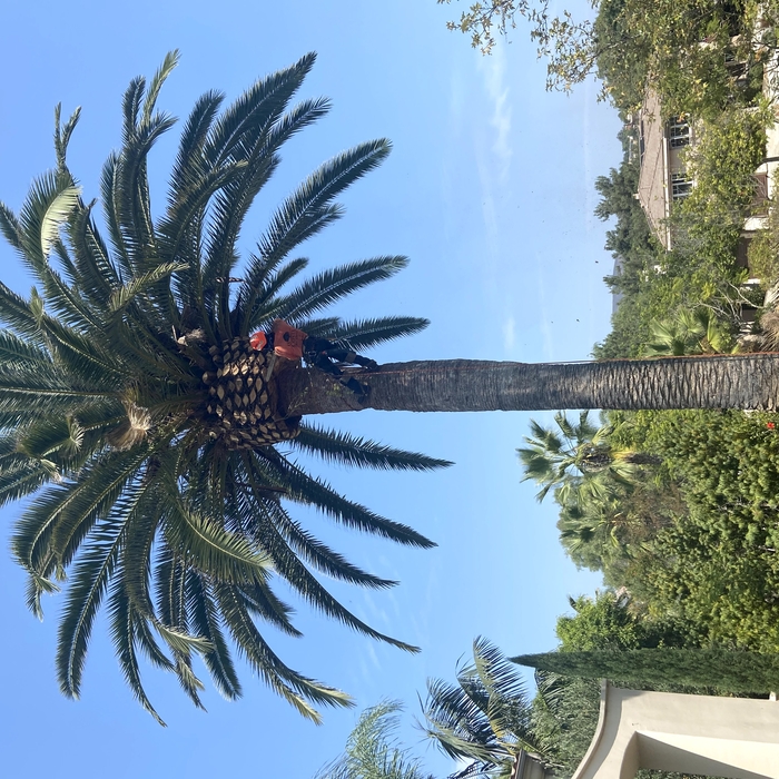 Canary Palm