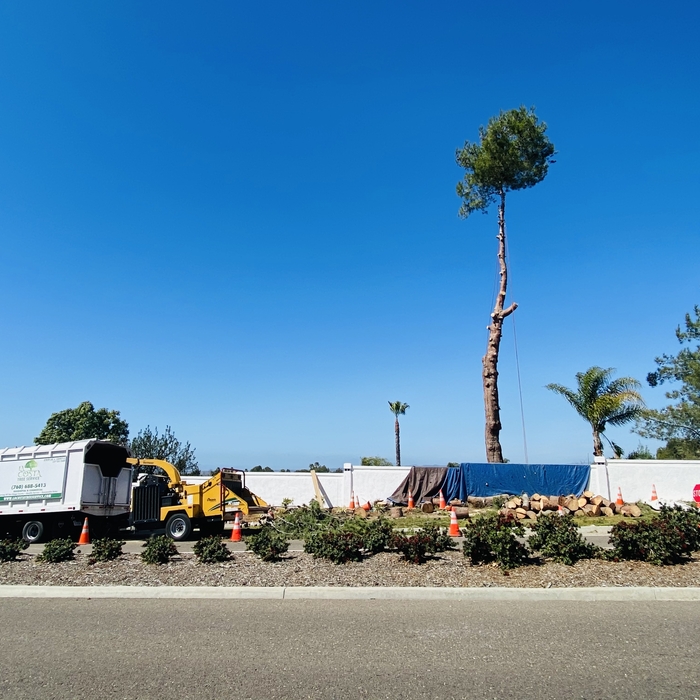 Pine Tree Removal