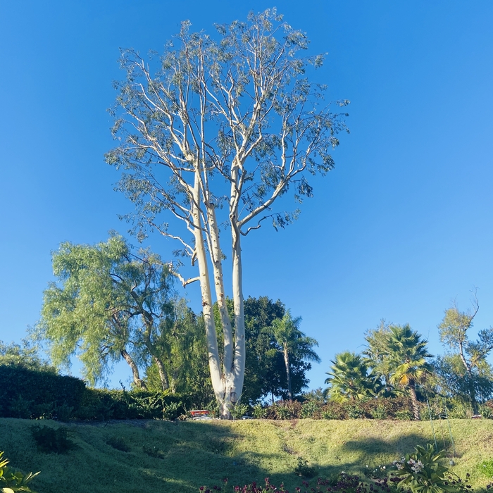 Eucalyptus tree