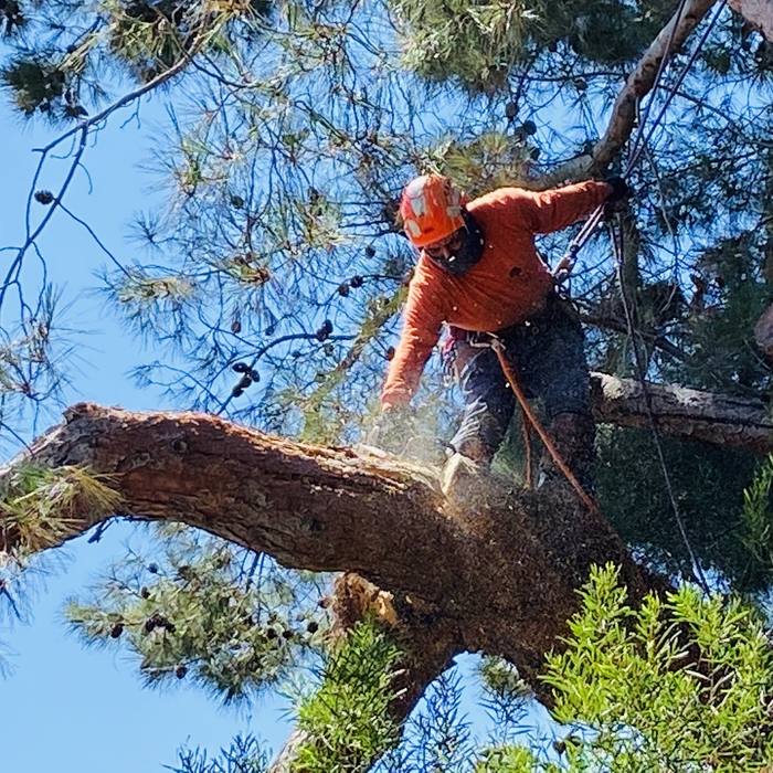 La Costa Climber