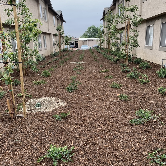 Plant Installation