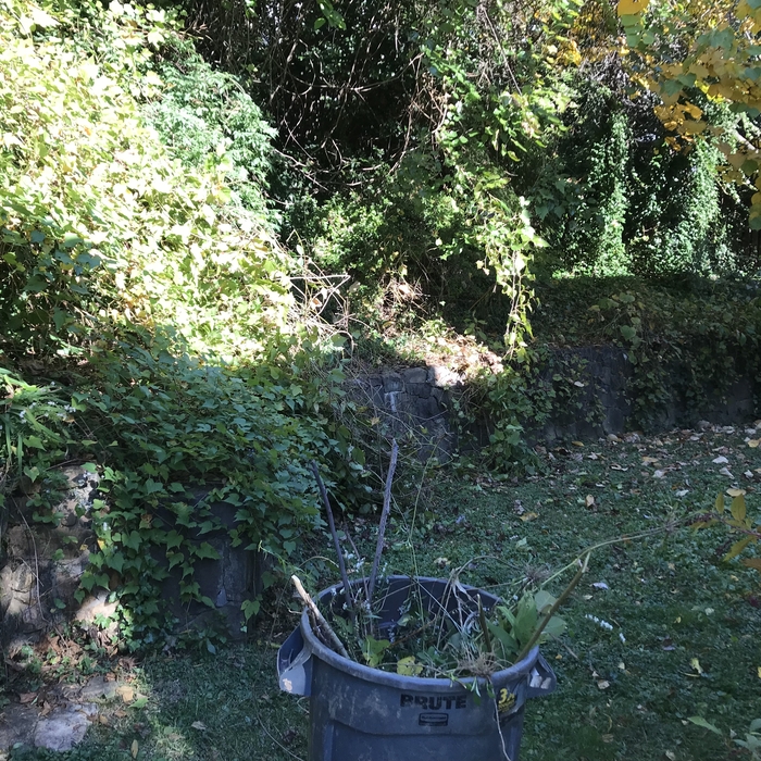 BEFORE Backyard Cleanup