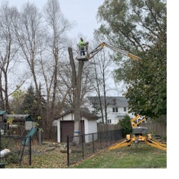Large Ash removal