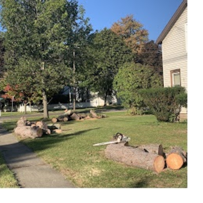 4 Pine tree removal after job