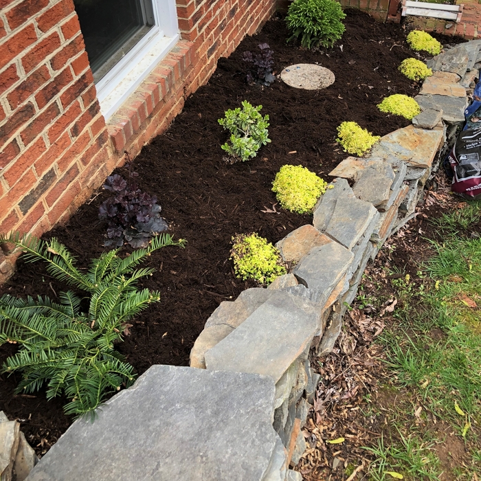 Sedum Ogon, mixed Planting and Stone wall