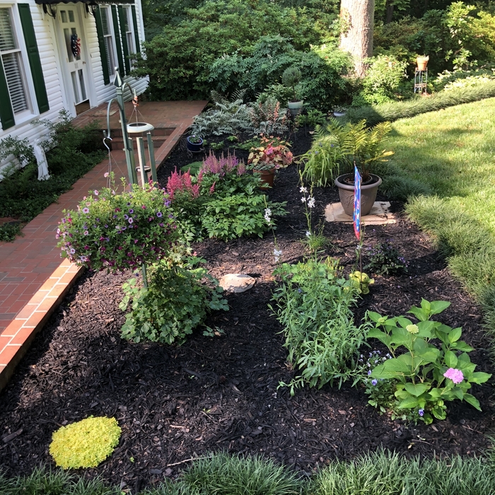 Front Garden Bed