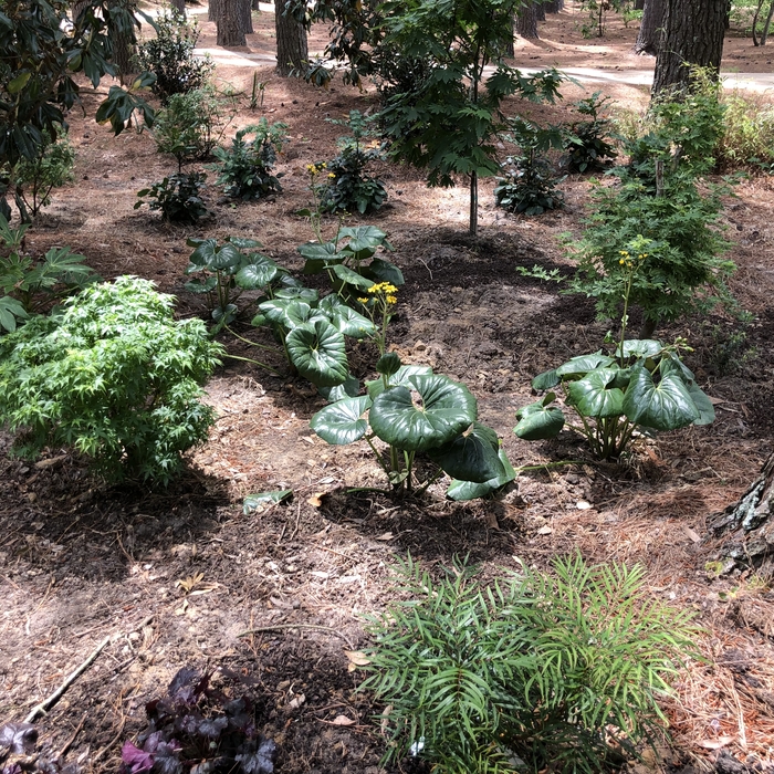 Woodland Garden