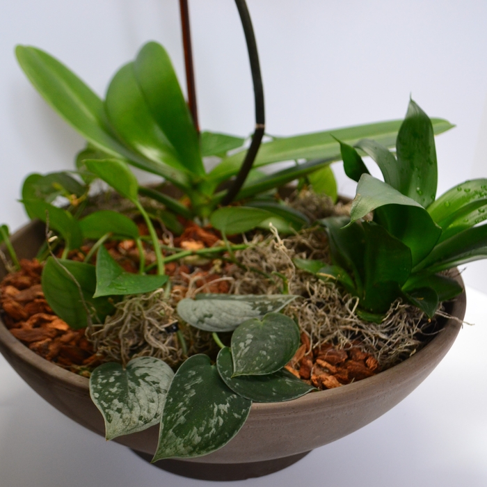 Orchid Bowl (Bottom)