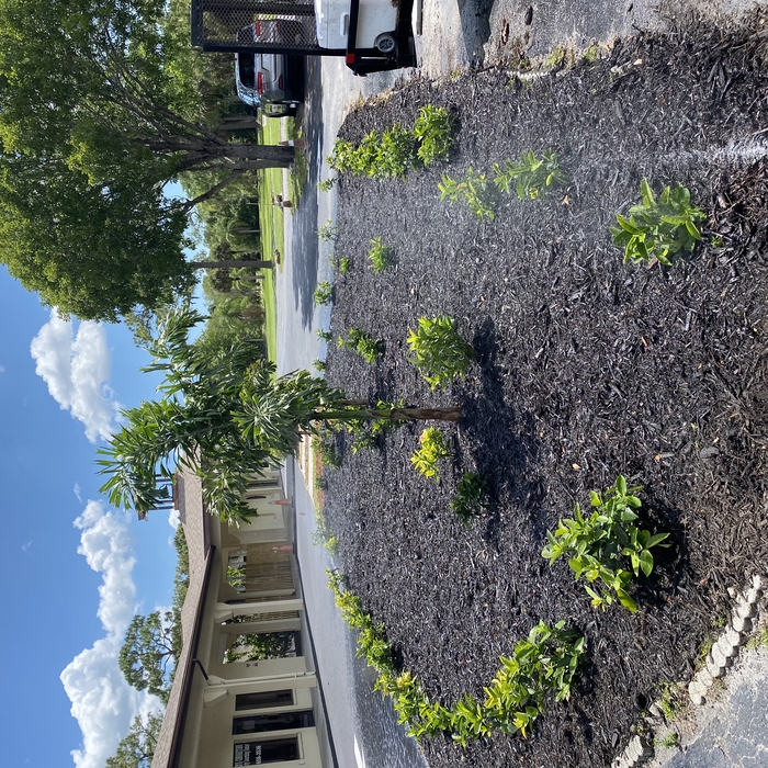 After Plant &amp; Mulch Install