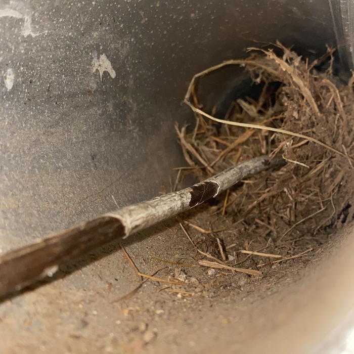 Birds Nest