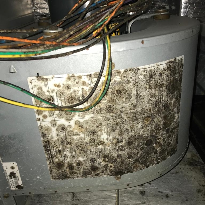 Mold on Blower in Furnace
