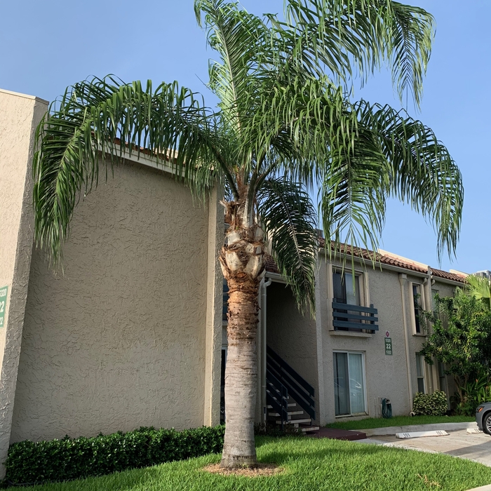 Queen palm