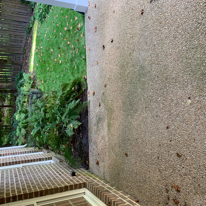 After Patio Clean-up