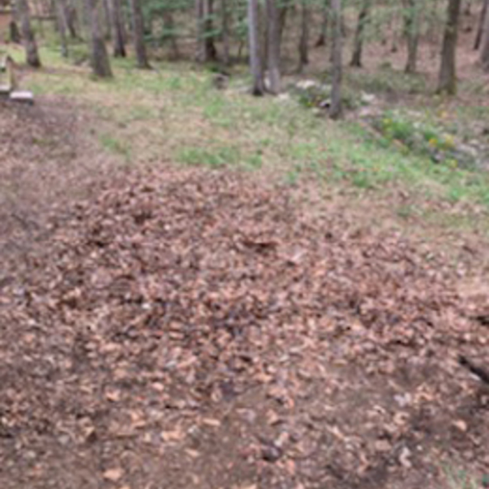 Cleaned up Back Yard