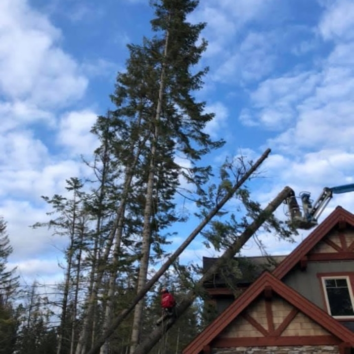 Using Lift to remove tree